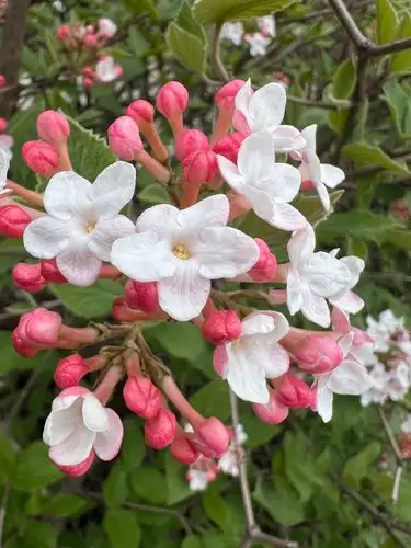 Pretty pink buds bursting into delicate white blooms.